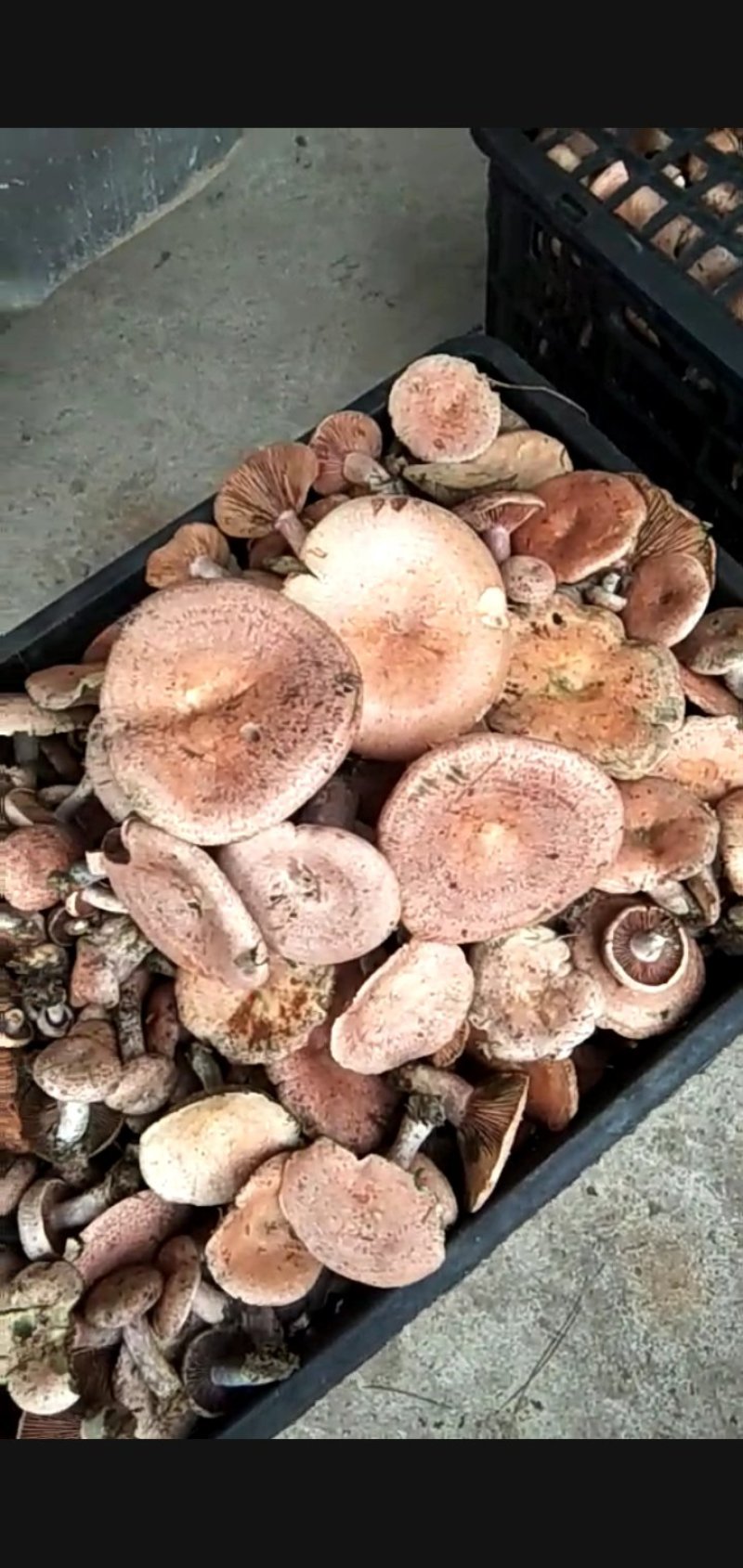 大量出售野生紫花菌