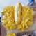 菠萝蜜