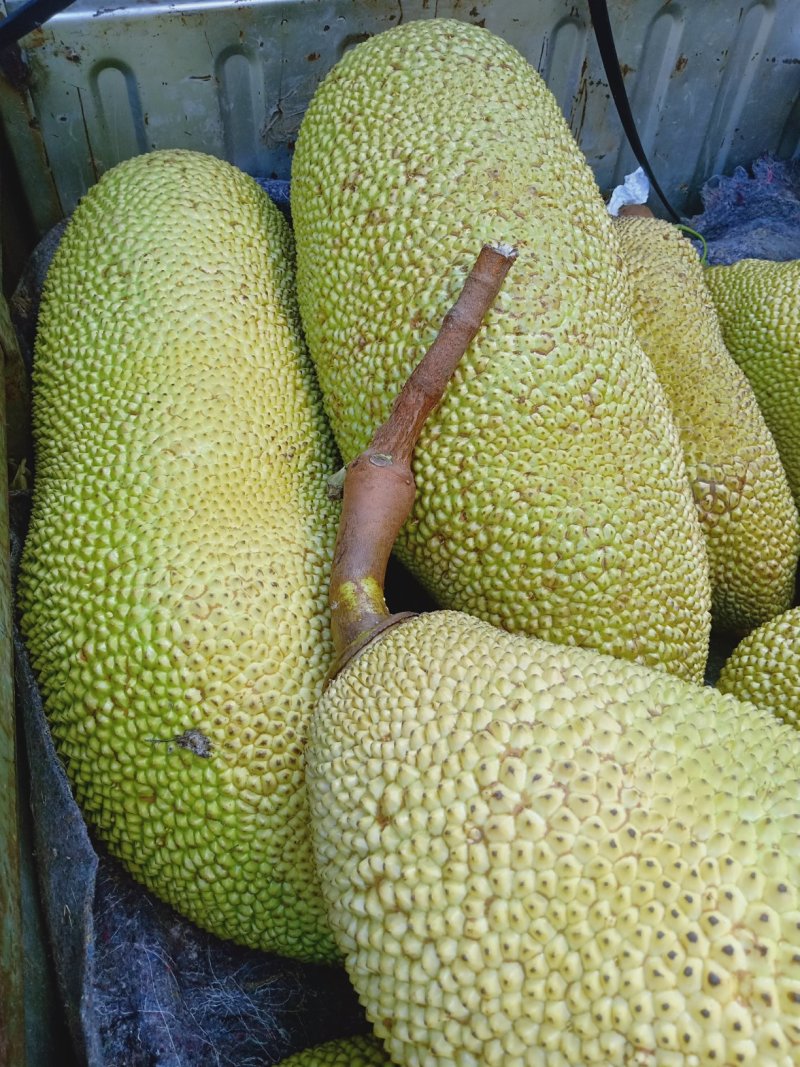 菠萝蜜