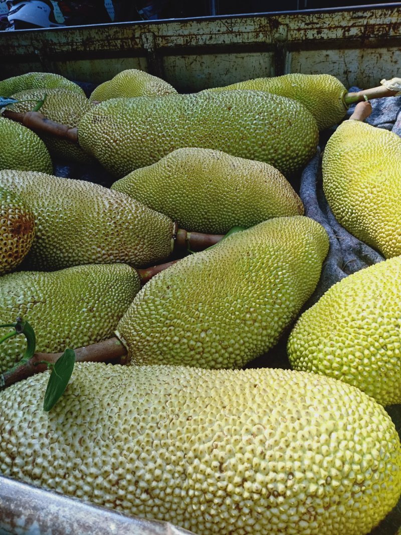 菠萝蜜