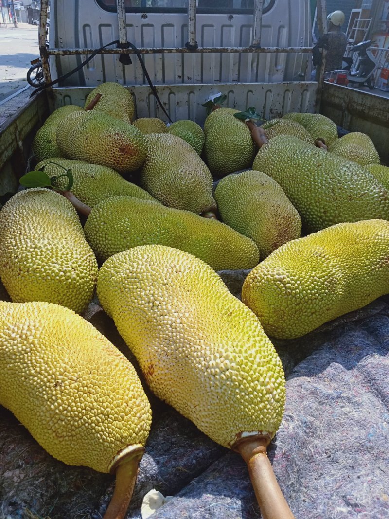 菠萝蜜