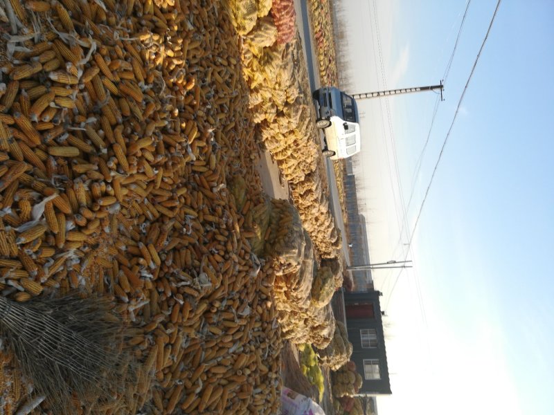 黄玉米