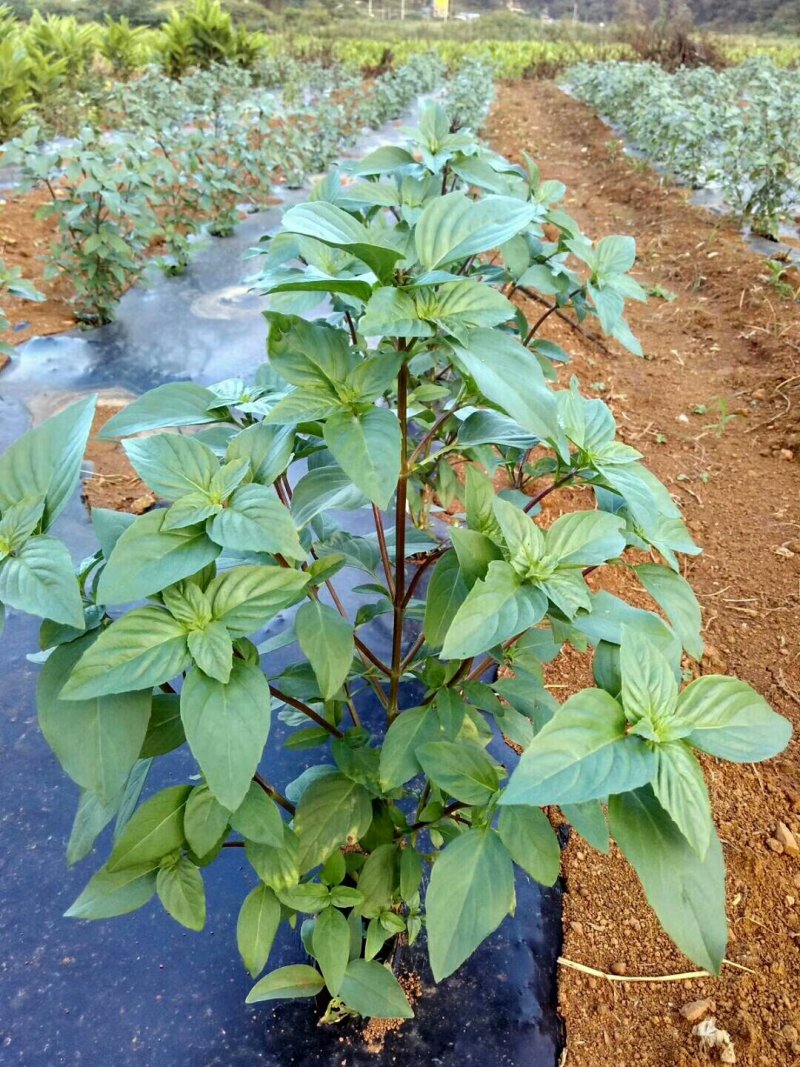 香茅柠檬香茅香茅草鲜香茅香茅批发