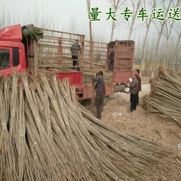 速生杨苗