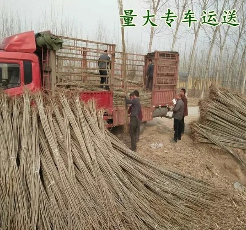 速生杨苗