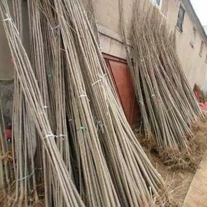 速生杨苗