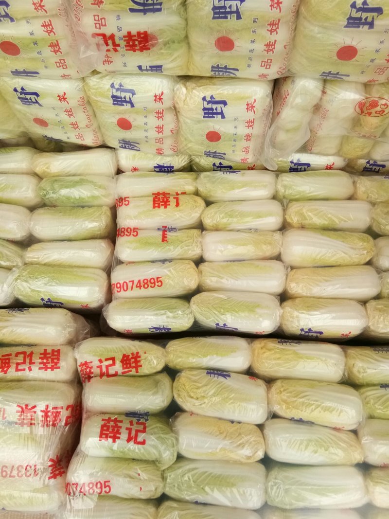 精品娃娃菜香脆可口小包大包都有欢迎订购保证质量