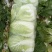河南，南阳，矮颗黄心白菜，新野大量上市了！……5-8,斤