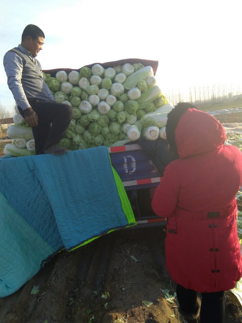 商河大白菜北京3号产地直发质量保证一手货源全国发货