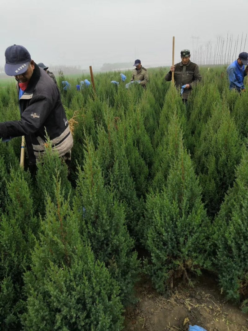 望都塔桧刺柏塔侩圆柏桧柏柏树