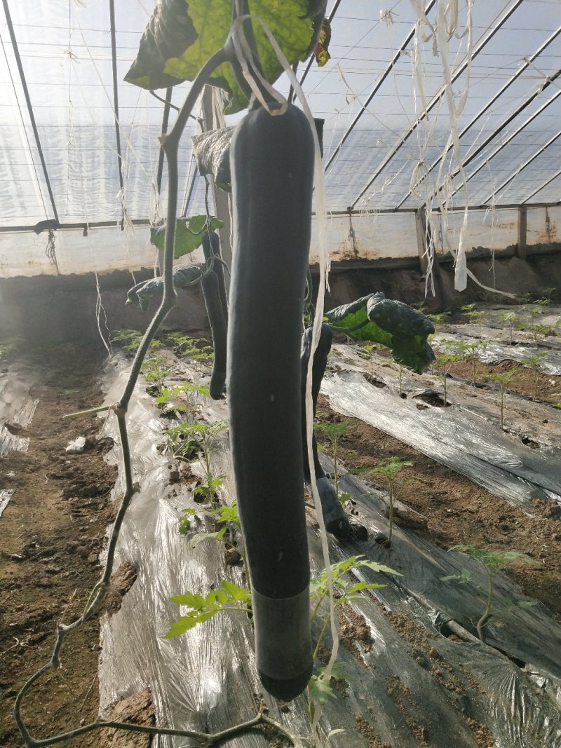 长吊瓜，量大，价格合理，有需要的客户联系。