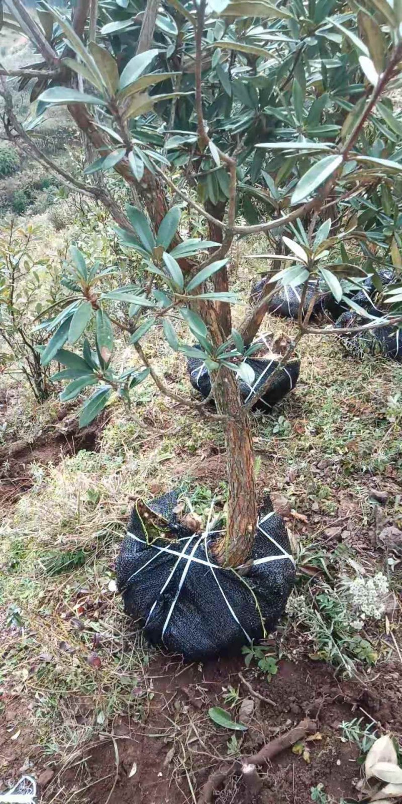 高山杜鹃