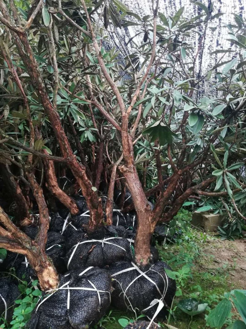 高山杜鹃