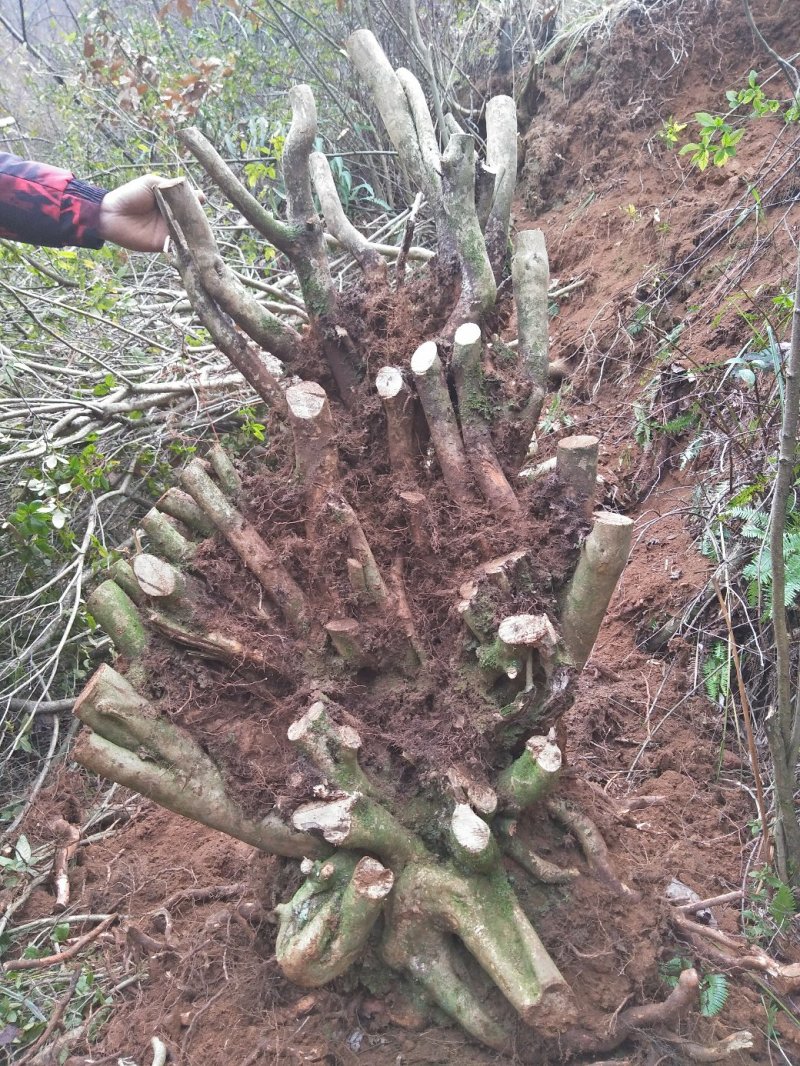 野生映山红下山桩