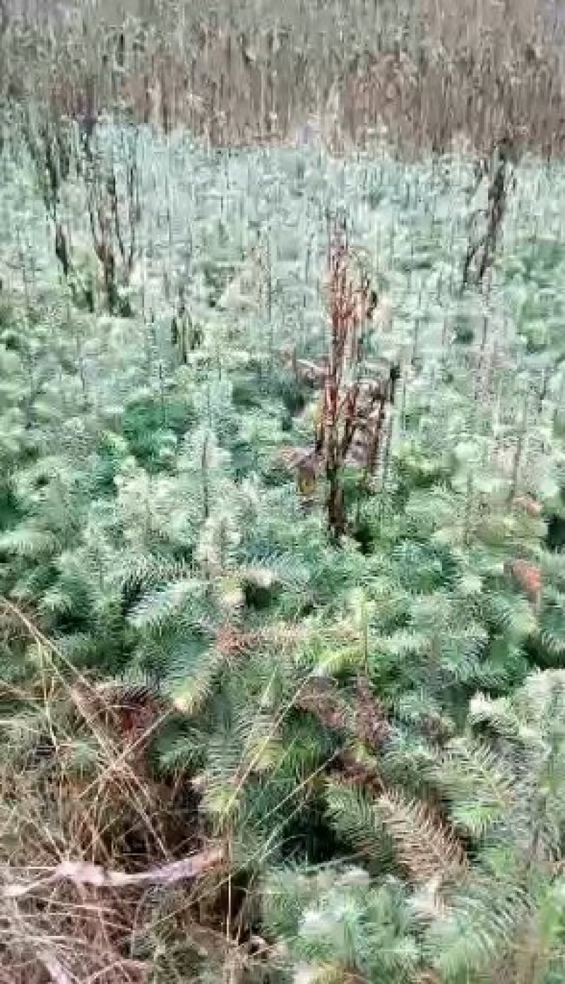 五十五公杉木苗杉树苗