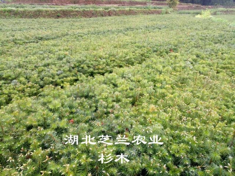五十五公杉木苗杉树苗