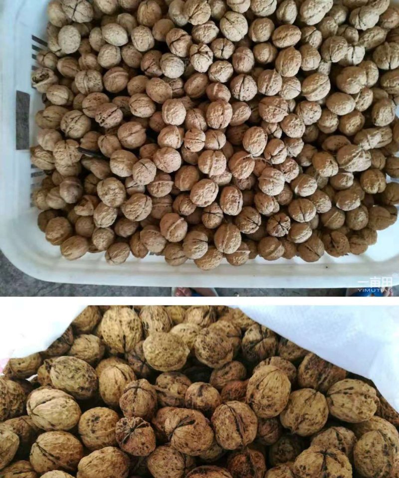 核桃仁