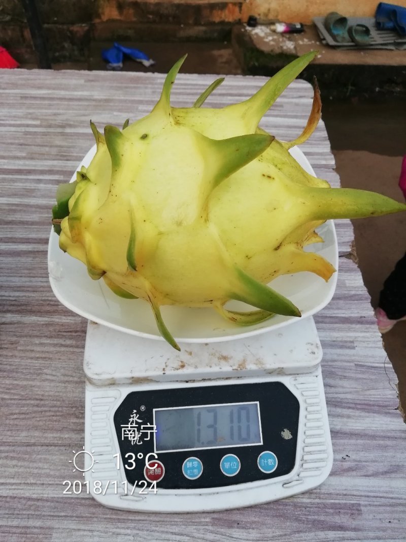 靓丽大黄龙
