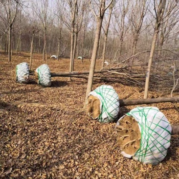 精品法桐树，通货法桐树供应各种绿化树，承接绿化工程项目