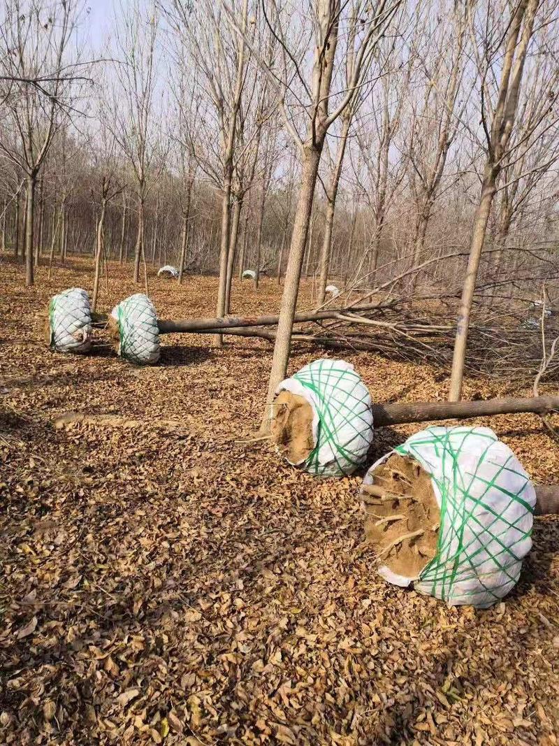 精品法桐树，通货法桐树供应各种绿化树，承接绿化工程项目