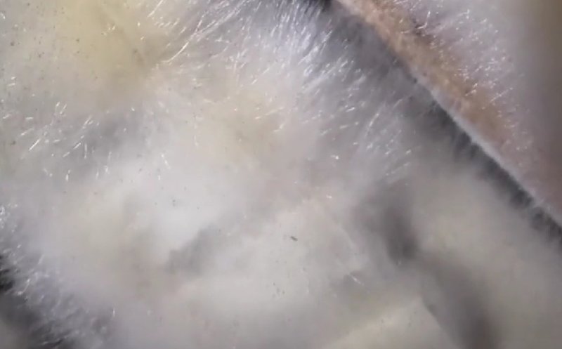 臭豆腐手工臭豆腐纯天然臭豆腐东北臭豆腐