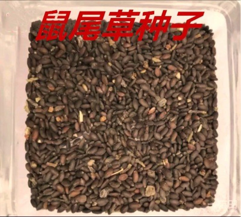 鼠尾草种子净粒多年生春夏秋播8斤/亩