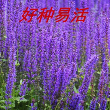 鼠尾草种子净粒多年生春夏秋播8斤/亩