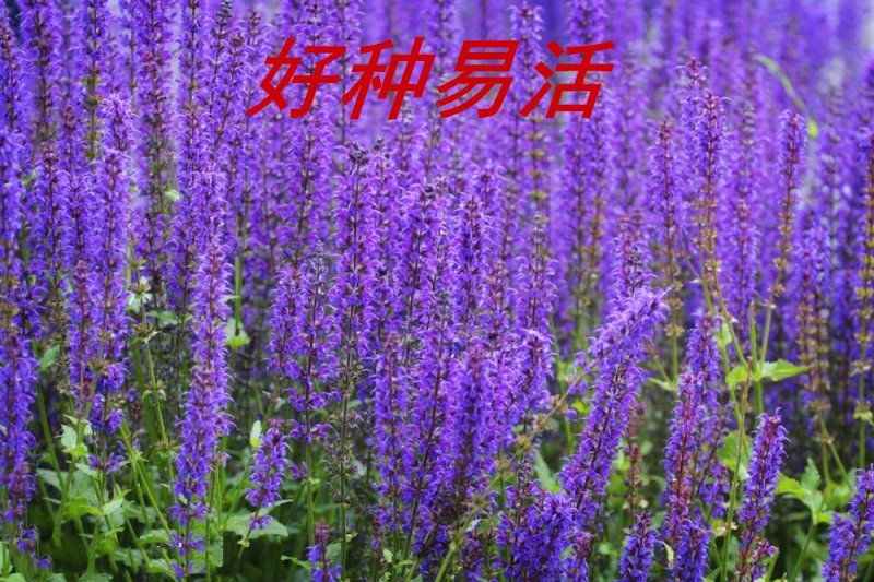 鼠尾草种子净粒多年生春夏秋播8斤/亩