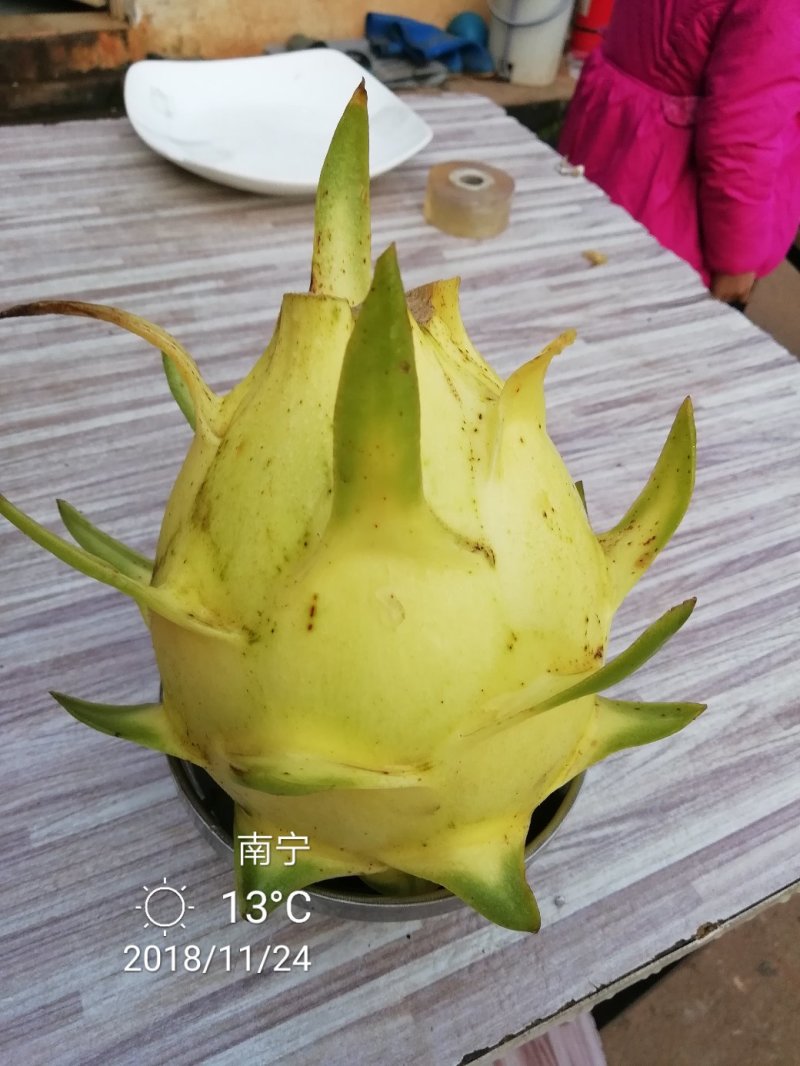 特色水果苗