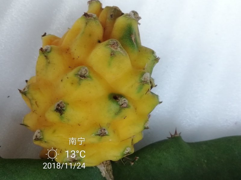 特色水果苗