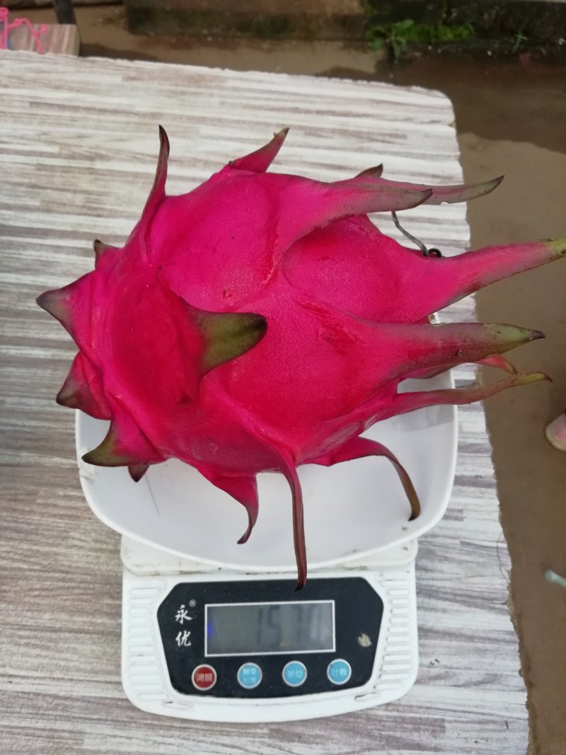 特色水果苗