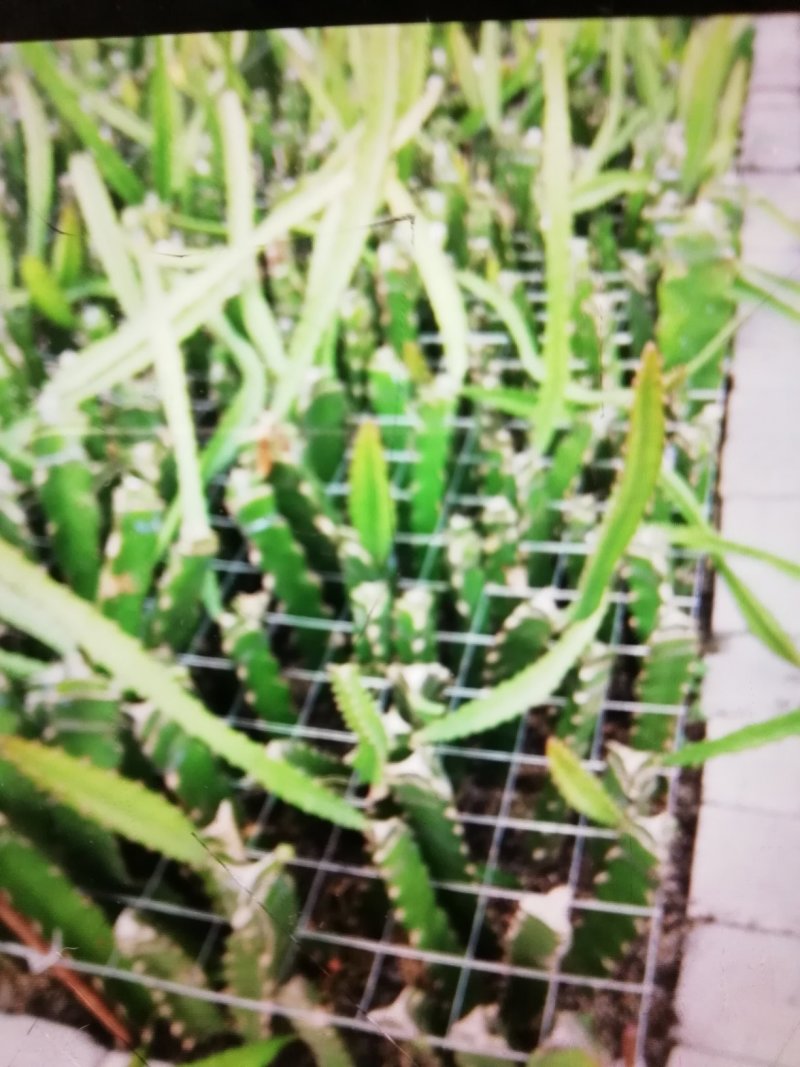 特色水果苗