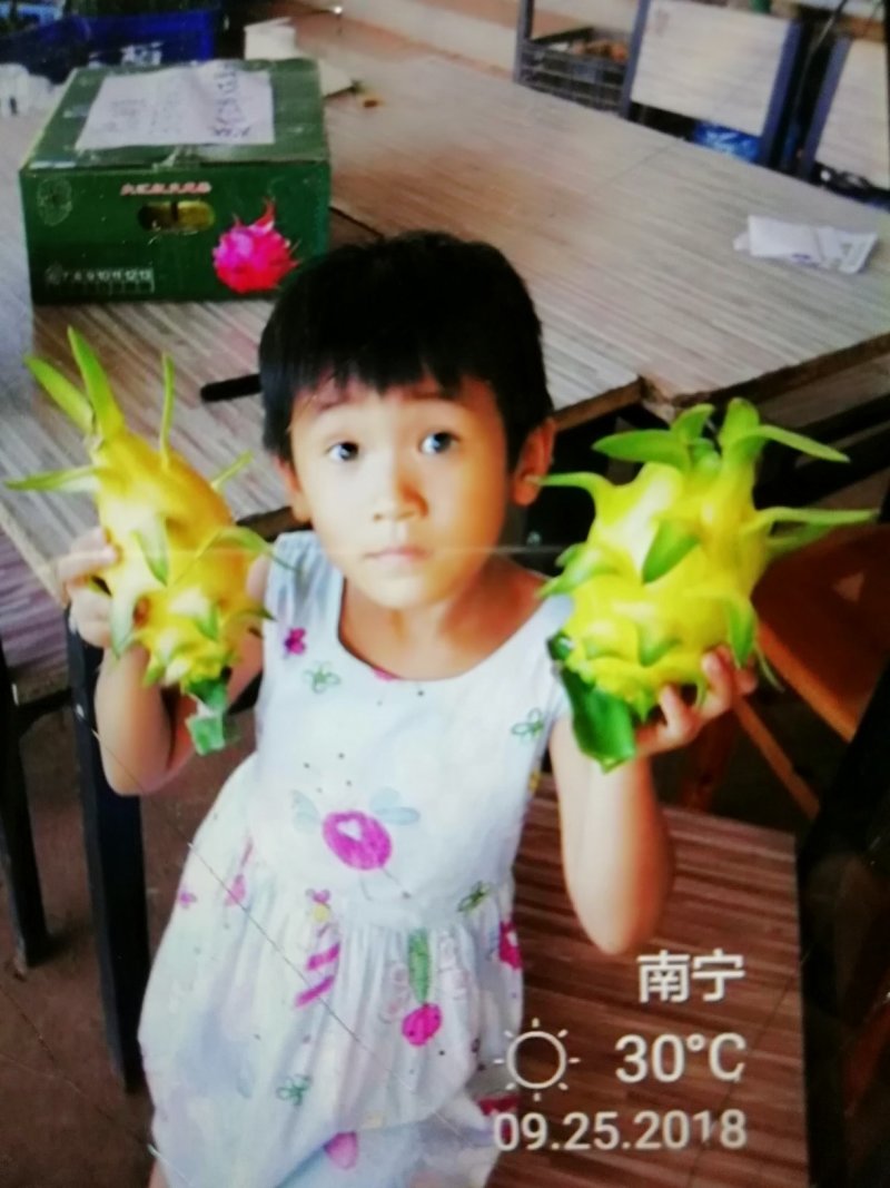 特色水果苗