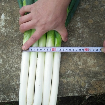 优质大葱价格美丽要的联系我