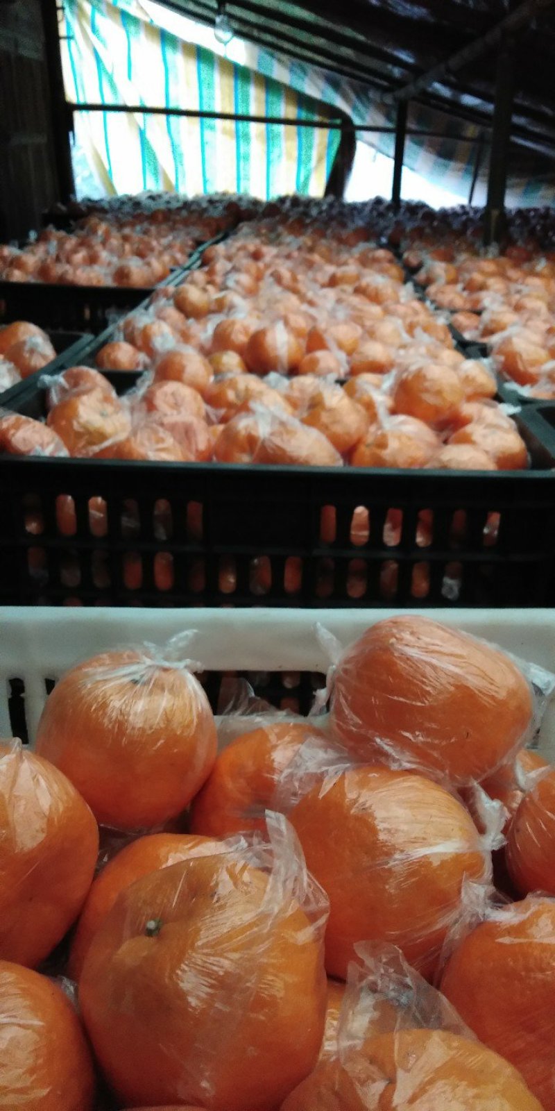 椪柑，果面光滑，水份足。