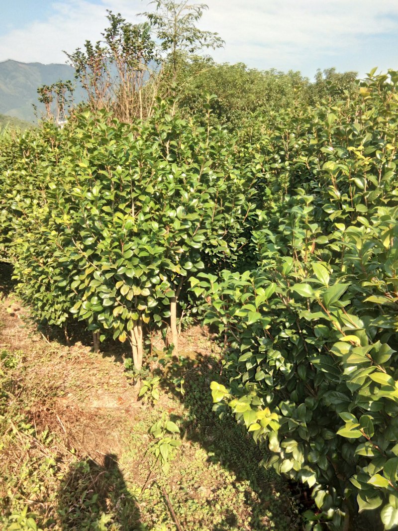 茶花球