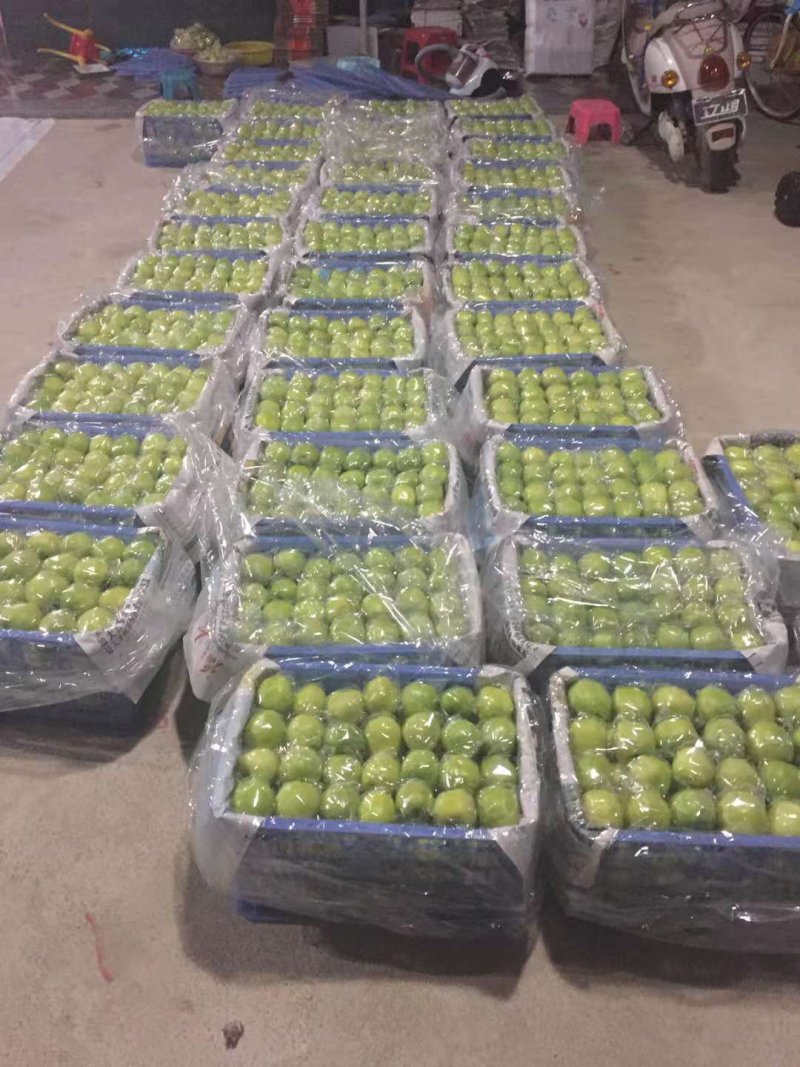 成品青枣