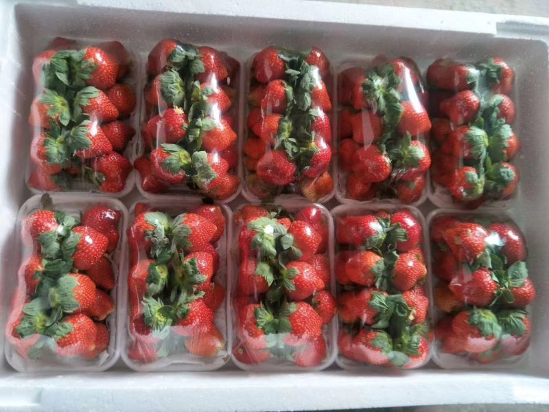成品青枣