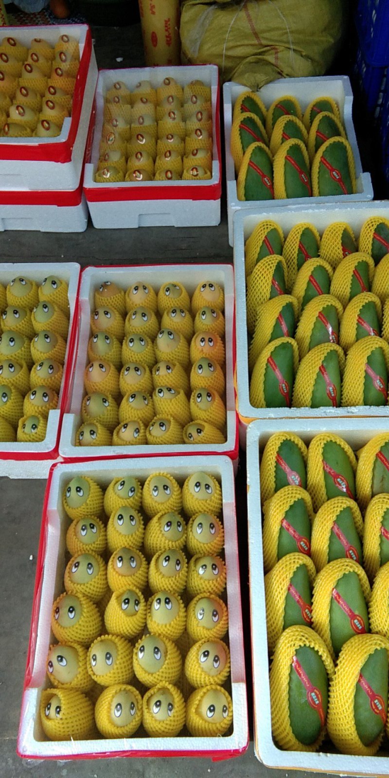 成品青枣
