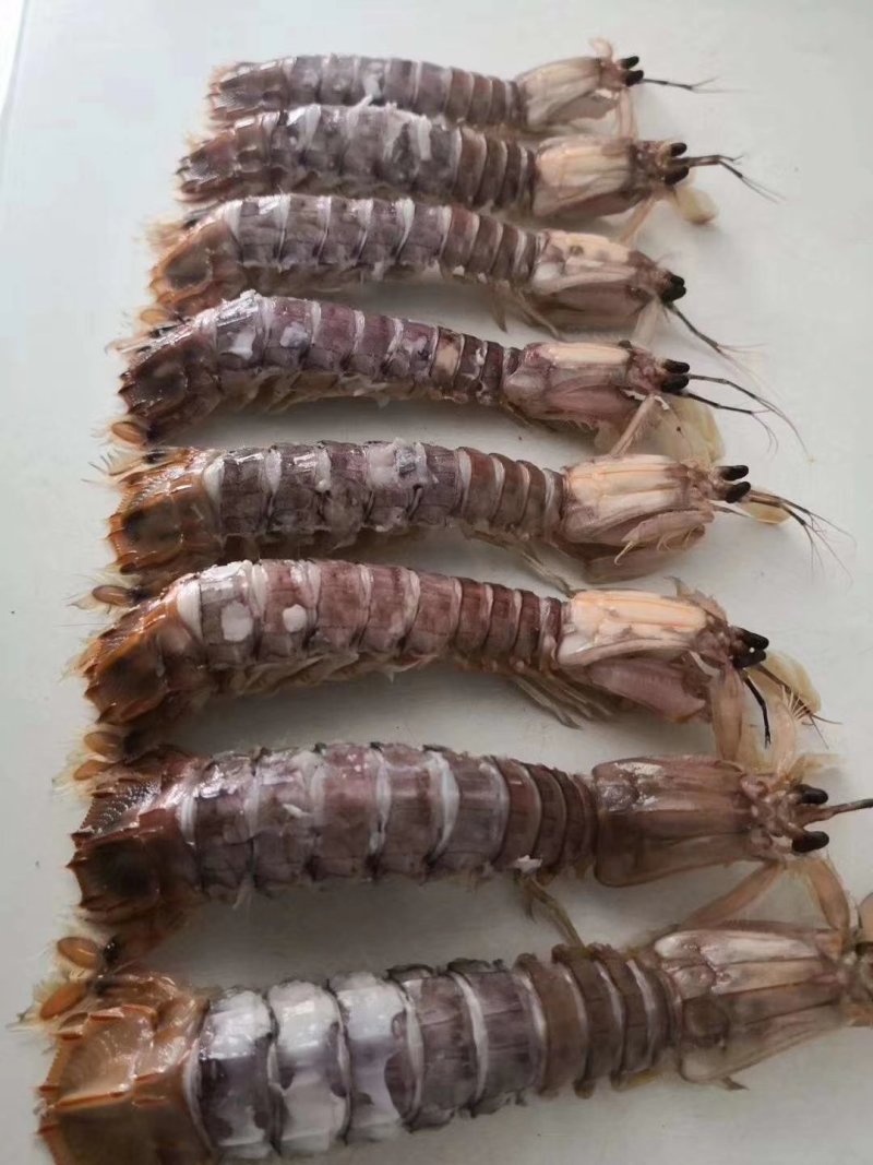 琵琶虾，虾爬子，肥度好，有膏，
