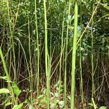 香樟