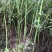 香樟