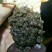 虾苗批发大量出售。