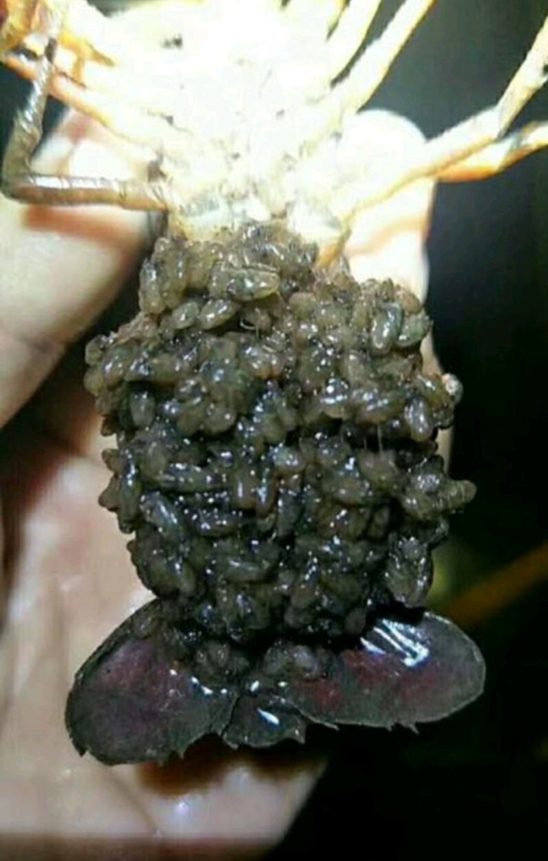 虾苗批发大量出售。