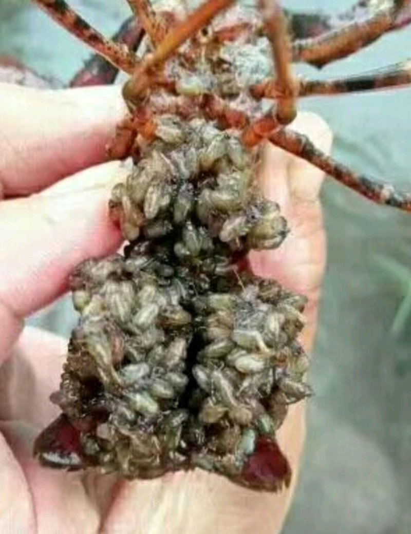 虾苗批发大量出售。