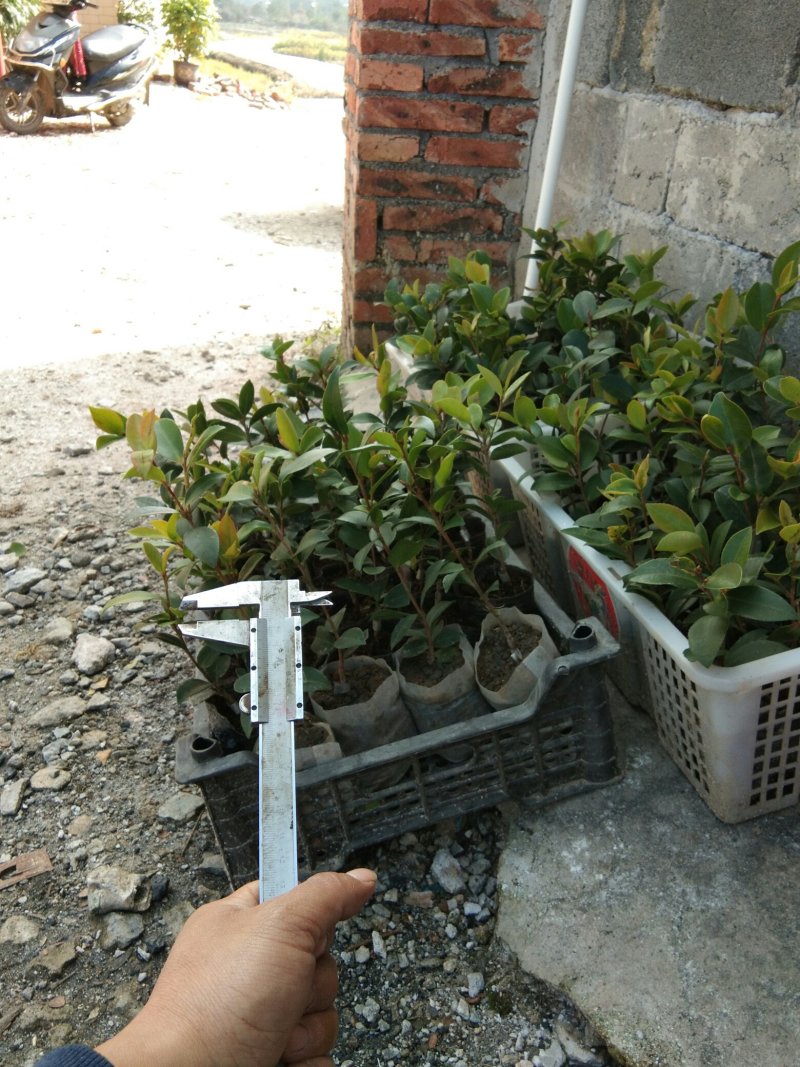 油茶苗
