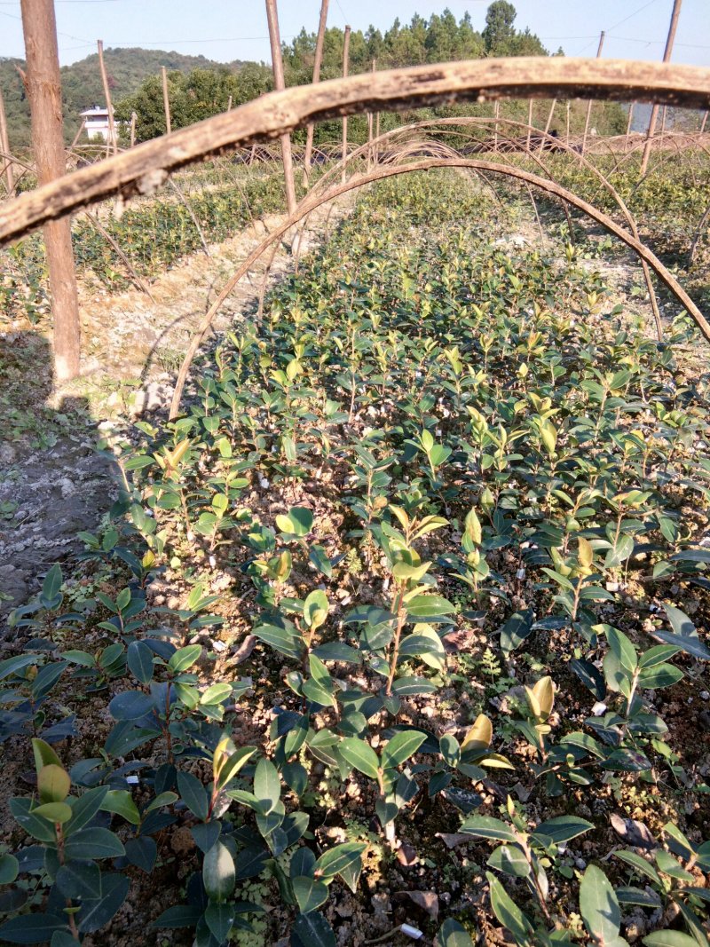 油茶苗