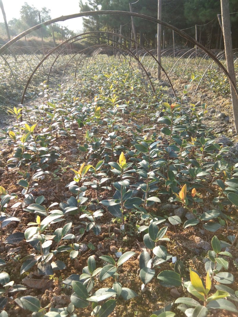 油茶苗