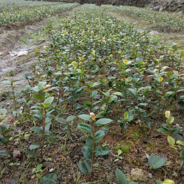 油茶苗