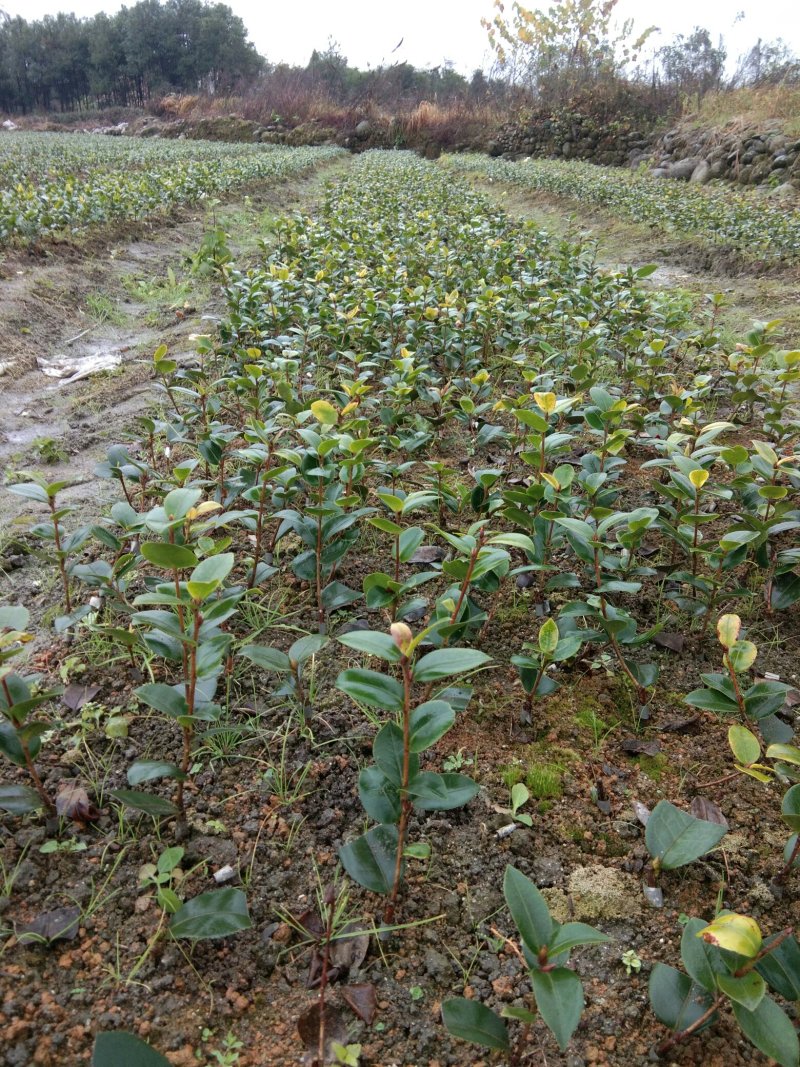油茶苗
